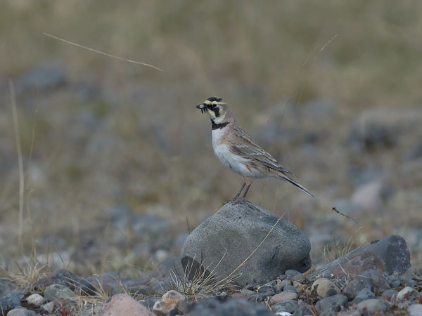 Tunturikiuru, Horned Lark, Eremophila alpestris